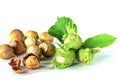 Fresh hazelnuts cobnuts with green leaves Royalty Free Stock Photo