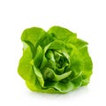 Fresh head of Butterhead lettuce or Bibb, Boston salad. Green leaves of plant, hydroponic vegetable isolated on white Royalty Free Stock Photo