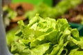 Fresh head of leafy green lettuce Royalty Free Stock Photo