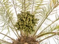 Fresh and health growing palm tree dates fruit