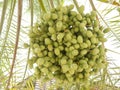 Fresh and health growing palm tree dates fruit Royalty Free Stock Photo