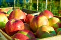 Fresh healthy apples in a box in orchard. Agriculture in summer and autumn.