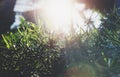 Fresh healthy bio background blur natural with abstract blurred foliage and bright summer flare sunlight backdrop in the park Royalty Free Stock Photo