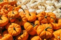 Fresh healthy bio pumpkins, type of winter squash, on farmer agricultural market at autumn. Healthy food. Halloween or Royalty Free Stock Photo