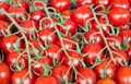 Fresh healthy bio tomatoes on farmer market Royalty Free Stock Photo