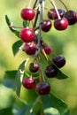 Fresh and healthy cherries on a tree Royalty Free Stock Photo