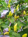 fresh and healthy chilli plants Royalty Free Stock Photo