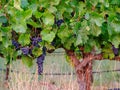 Fresh Grapes on the Vine Napa Valley Royalty Free Stock Photo