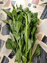 Fresh and healthy green Basella Alba