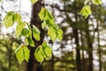 Fresh healthy green bio background with abstract blurred foliage and bright summer sunlight and a central copyspace for your text Royalty Free Stock Photo