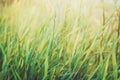 Fresh healthy green bio grass background with abstract blurred foliage, bright summer sunlight. Copyspace for your text Royalty Free Stock Photo