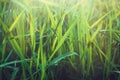 Fresh healthy green bio grass background with abstract blurred foliage, bright summer sunlight. Copyspace for your text Royalty Free Stock Photo