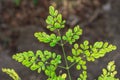 Fresh and healthy growing green leaves of Moringa Royalty Free Stock Photo