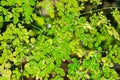 Fresh and healthy growing green leaves of Moringa Royalty Free Stock Photo
