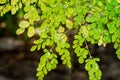 Fresh and healthy growing green leaves of Moringa Royalty Free Stock Photo