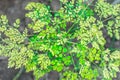 Fresh and healthy growing green leaves of Moringa Royalty Free Stock Photo