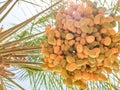 Fresh and healthy growing palm tree dates fruit Royalty Free Stock Photo