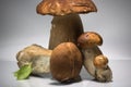 Fresh healthy happy family of mushrooms cep porcini boletus edulis with basil herb Royalty Free Stock Photo