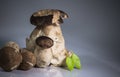 Fresh healthy happy family of mushrooms cep porcini boletus edulis with basil herb Royalty Free Stock Photo