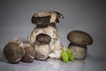 Fresh healthy happy family of mushrooms cep porcini boletus edulis with basil herb Royalty Free Stock Photo