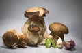 Fresh healthy happy family of mushrooms cep porcini boletus edulis with basil herb and garlic Royalty Free Stock Photo