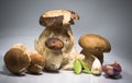 Fresh healthy happy family of mushrooms cep porcini boletus edulis with basil herb and garlic Royalty Free Stock Photo