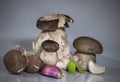 Fresh healthy happy family of mushrooms cep porcini boletus edulis with basil herb, garlic and shallot