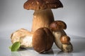 Fresh healthy happy family of mushrooms cep porcini boletus edulis with basil herb Royalty Free Stock Photo