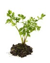 Fresh and healthy leaved parsley plant