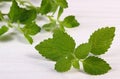 Fresh healthy lemon balm on white wooden table, herbalism