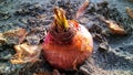 Fresh and healthy onion bulb sprout growing. Onion kitchen gardening Royalty Free Stock Photo