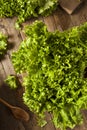 Fresh Healthy Organic Green Leaf Lettuce Royalty Free Stock Photo