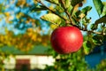 Fresh healthy red apples on a tree in orchard. Agriculture in autumn. Royalty Free Stock Photo