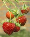 Fresh healthy ripe red strawberries growing in a garden