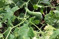 snake gourd on tree in farm