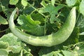 snake gourd on tree in farm