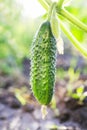 Fresh healthy vegetable green cucumber grown in the garden the g Royalty Free Stock Photo