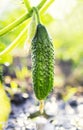 Fresh healthy vegetable green cucumber grown in the garden on t Royalty Free Stock Photo