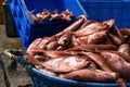 Fresh heap of fish Royalty Free Stock Photo
