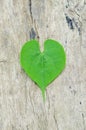 Fresh heart green leaves on wood floor