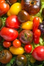 Fresh heirloom tomatoes colorfull background, organic produce Royalty Free Stock Photo