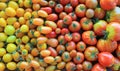 Fresh heirloom tomatoes background, organic produce at a Farmer`s market. Tomatoes rainbow Royalty Free Stock Photo