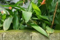 fresh Heliconia plants in the front garden of the house in the morning