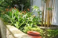 fresh Heliconia plants in the front garden in the morning