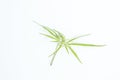 Fresh Hemp Leaves on the white background as a decoration