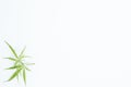 Fresh Hemp Leaves on the white background as a decoration