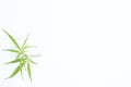 Fresh Hemp Leaves on the white background as a decoration