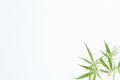 Fresh Hemp Leaves on the white background as a decoration