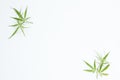 Fresh Hemp Leaves on the white background as a decoration