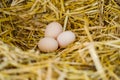 Fresh hen eggs Royalty Free Stock Photo